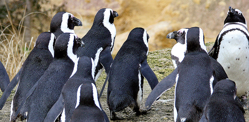 Der Grüne Zoo Wuppertal . Pinguine - WSW-Zooführungen Winter